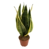 Sansevieria Futura Superba